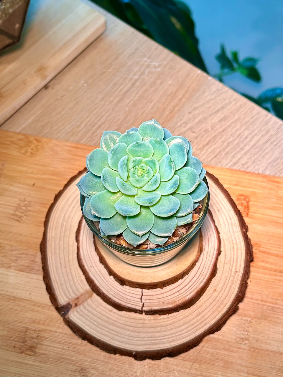 Echeveria Succulent in Glass Pot