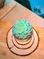 Echeveria Succulent in Glass Pot