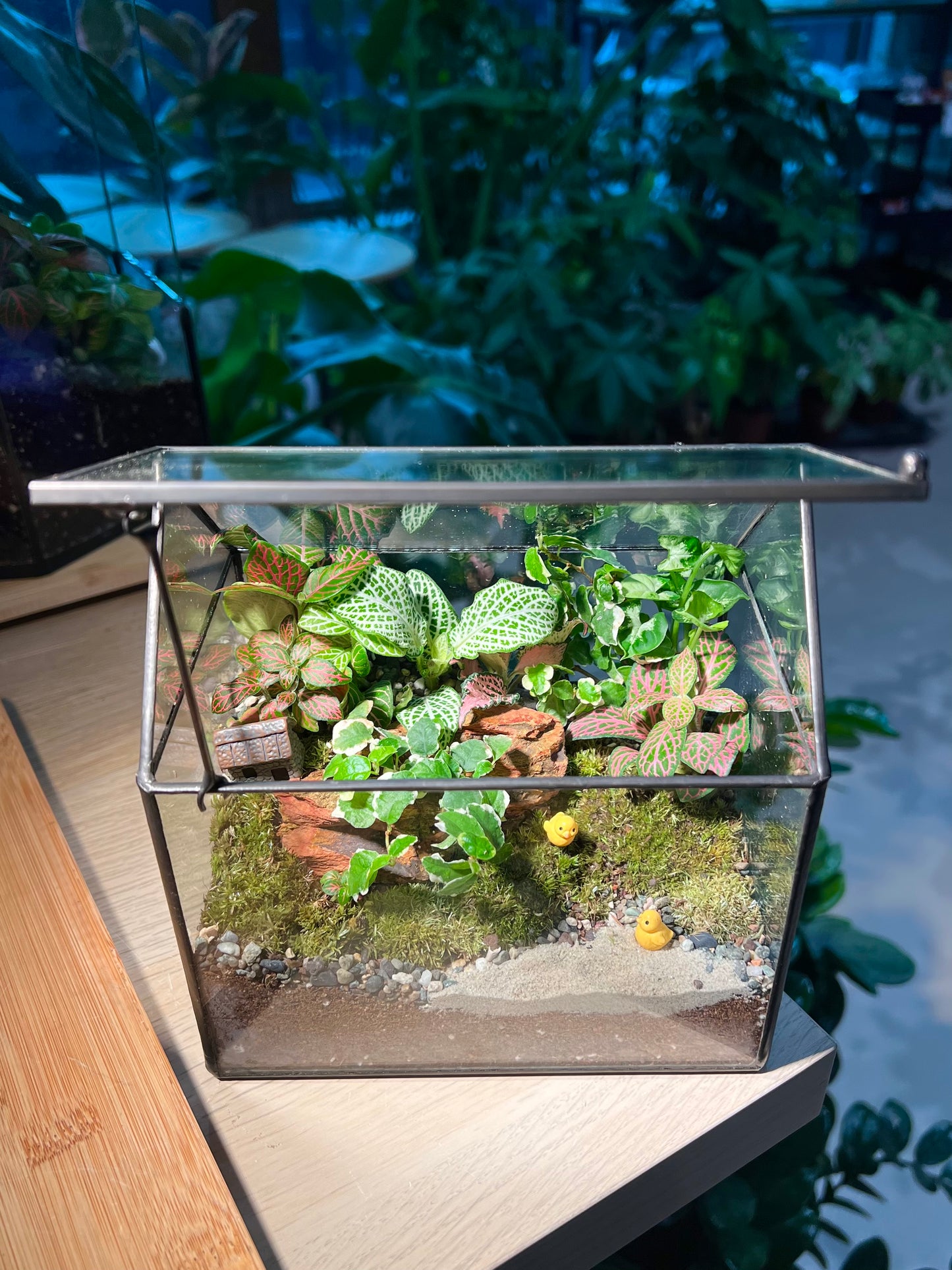 Fittonia and Ficus Pumilla with Moss Arrangement in Black Frame Glasshouse Terrarium (S)