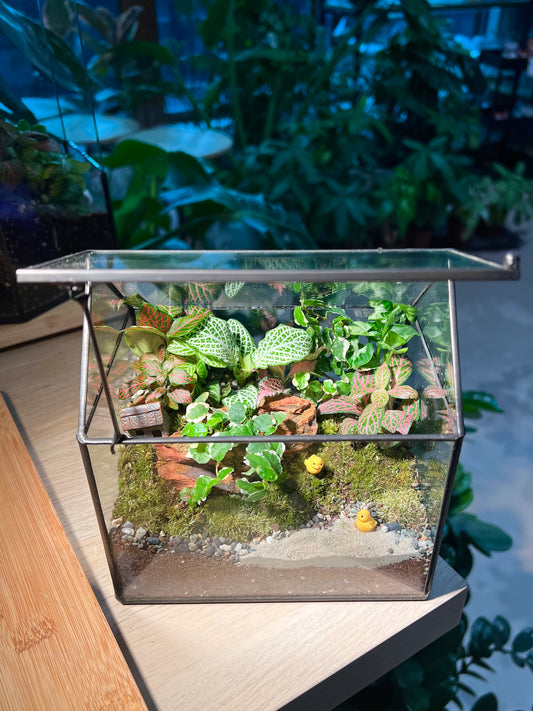 Fittonia and Ficus Pumilla with Moss Arrangement in Black Frame Glasshouse Terrarium (S)