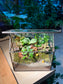 Fittonia and Ficus Pumilla with Moss Arrangement in Black Frame Glasshouse Terrarium (S)