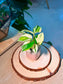 Pothos Njoy (绿萝) Epipremnum Aureum ‘N’Joy’ in Textured Glazed Ceramic Pot