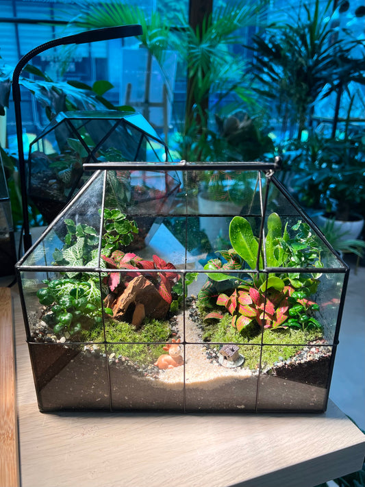 Fittonia, Fern with Moss (Indoor Plant) Arrangement in Black Grid House Terrarium