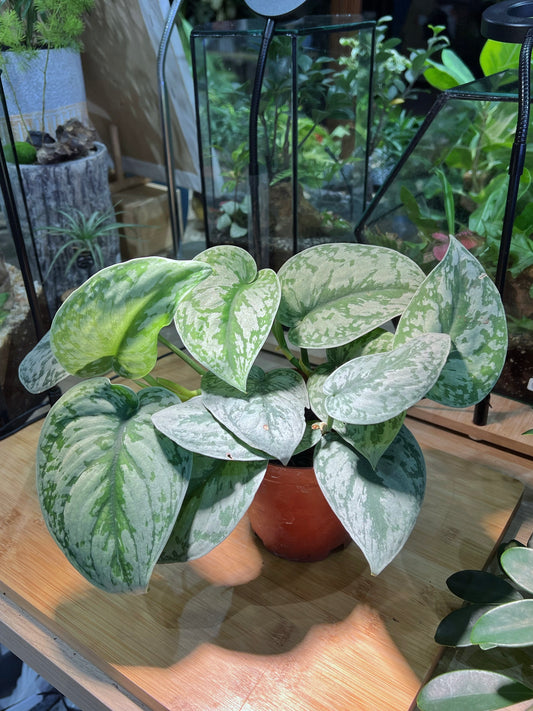 Money Plant (Sliver Satin) in Plastic Pot