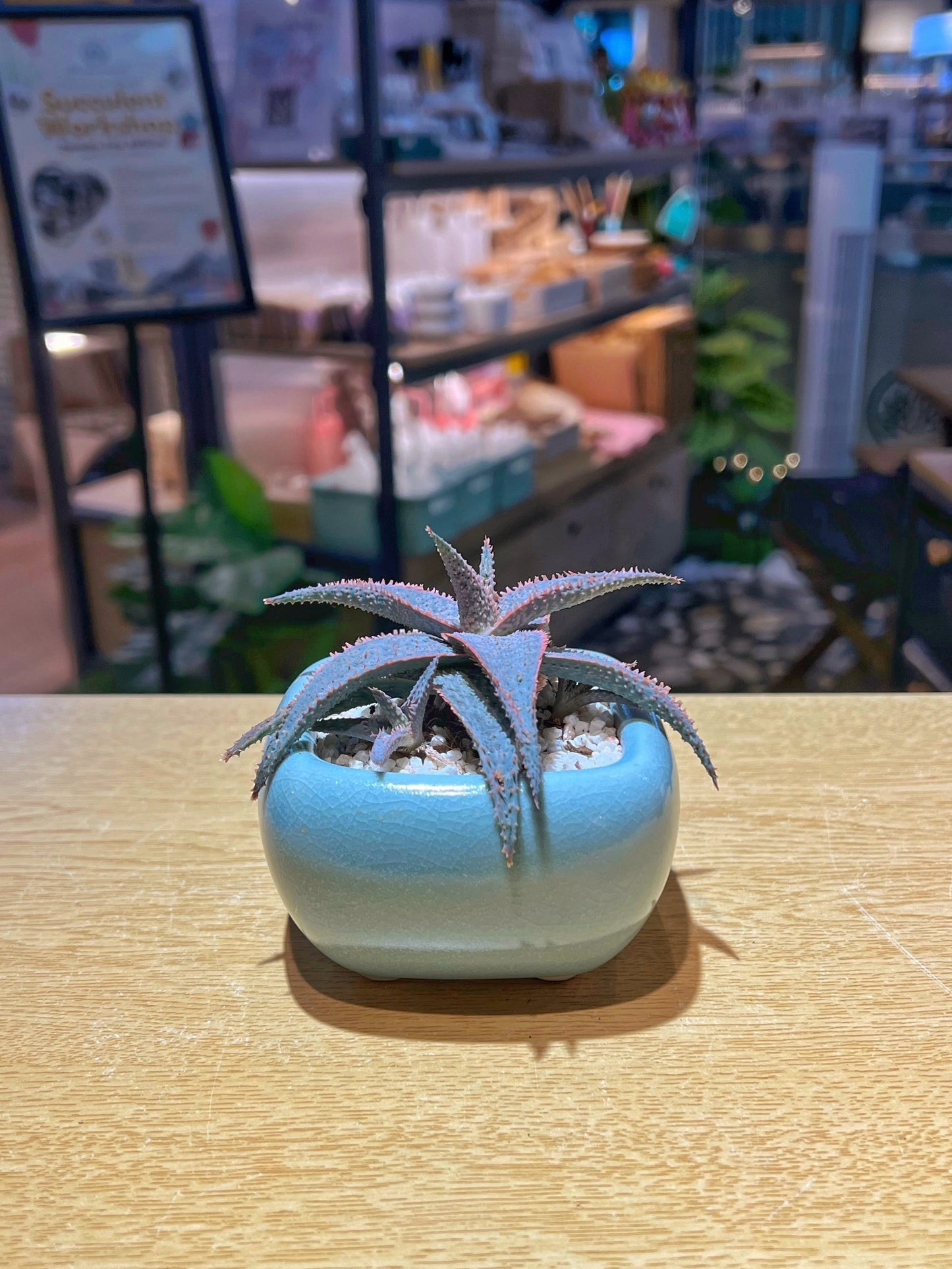 Aloe Lavender Star in Soft Blue Ceramic Pot