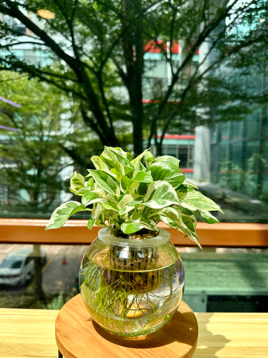 Pothos Njoy in Fishbowl Glass