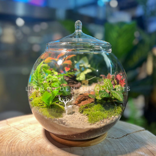 Fittonia & Fern with Moss Arrangement in Fishbowl with Lid