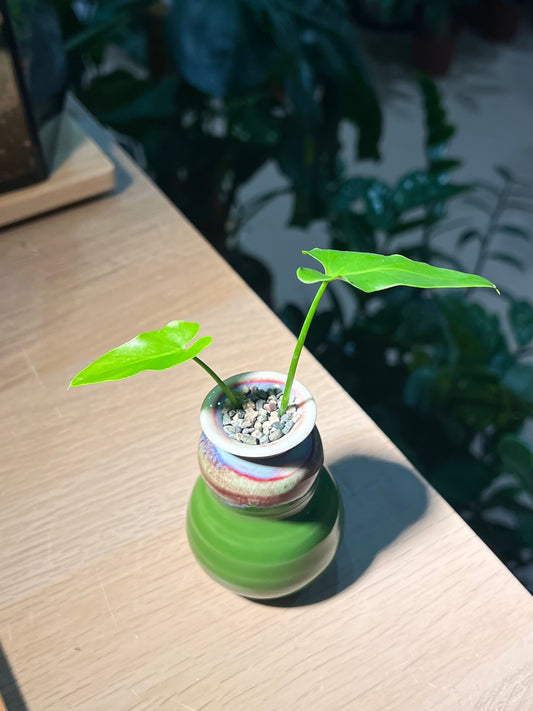 Philodendron in Green Textured Ceramic Pot