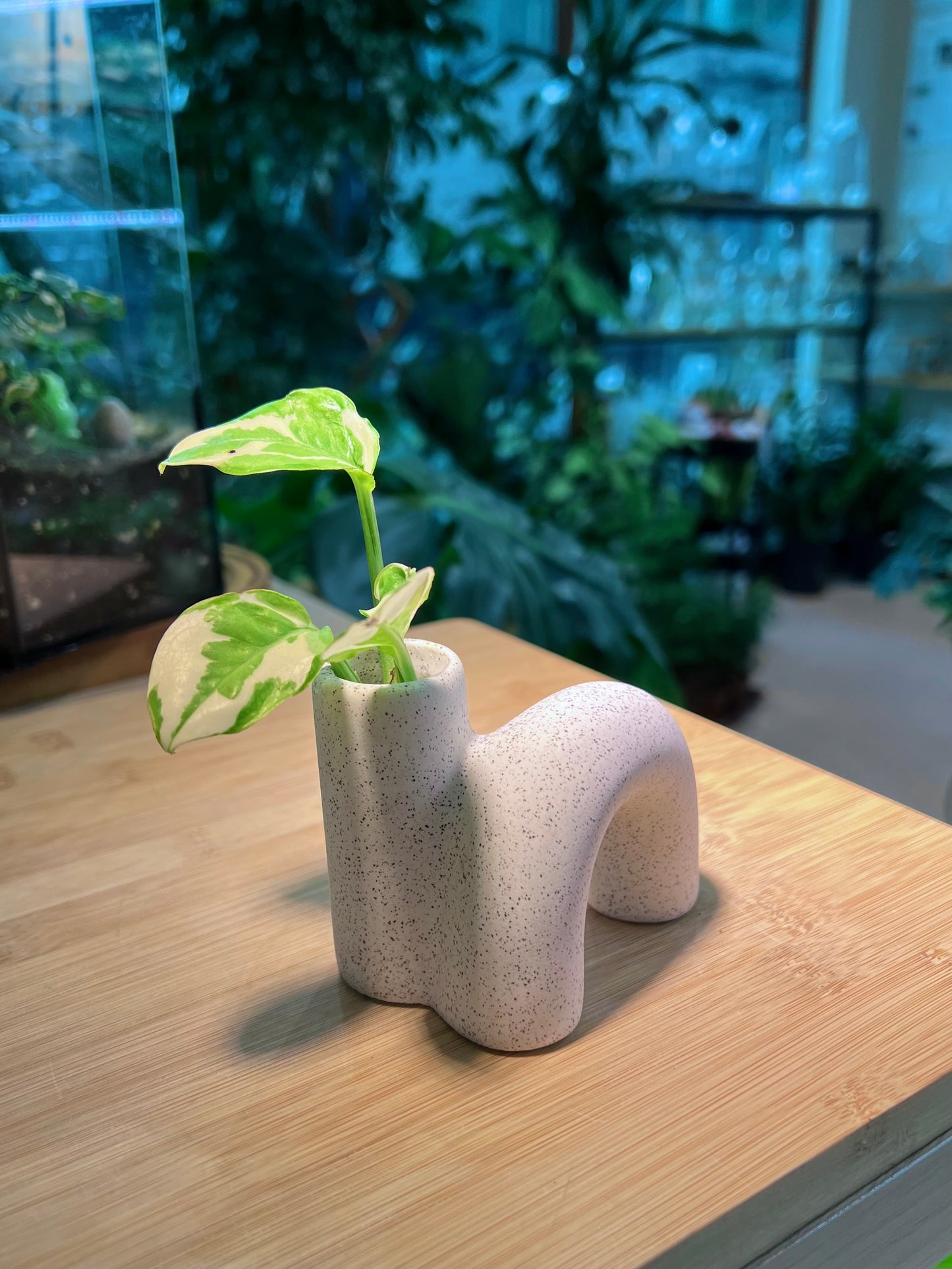 Pothos Njoy in 'N' Shape Designed Ceramic Pot