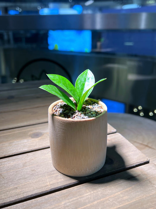 ZZ Plant in Bamboo Pot