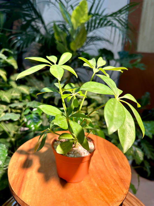 Schefflera in Plastic Pot (aka umbrella plant)