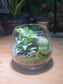 Fittonia with Moss Arrangement in Crystal Glass