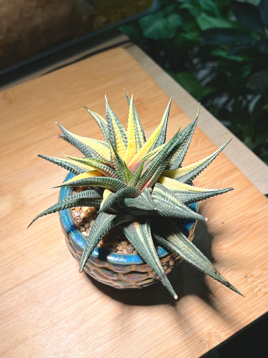 Haworthia Limifolia in Sea Blue Ceramic Pot