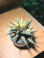 Haworthia Limifolia in Sea Blue Ceramic Pot