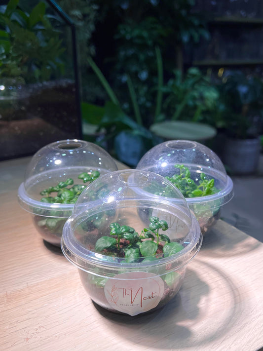 Cupcake Pot - Bubble Plant