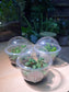 Cupcake Pot - Bubble Plant