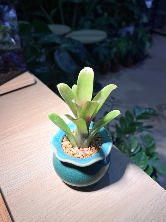 Bromeliad in Mint Blue Ceramic Pot