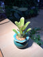 Bromeliad in Mint Blue Ceramic Pot