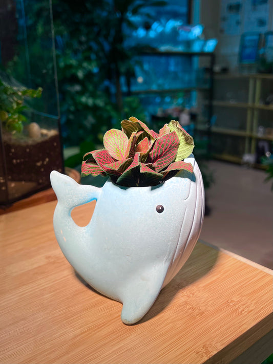 Fittonia in 🐋 Whale Pot
