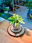 Pearls and Jade Pothos (Indoor Plant) in Ceramic Pot