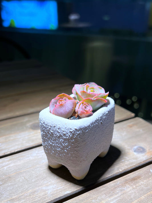 Mountain Rose in Square Matt Textured Claypot