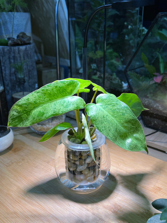 Philodendron in Round Water Based Glass