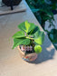 Philodendron Hederaceum 'Brasil' in Matt  Textured Claypot