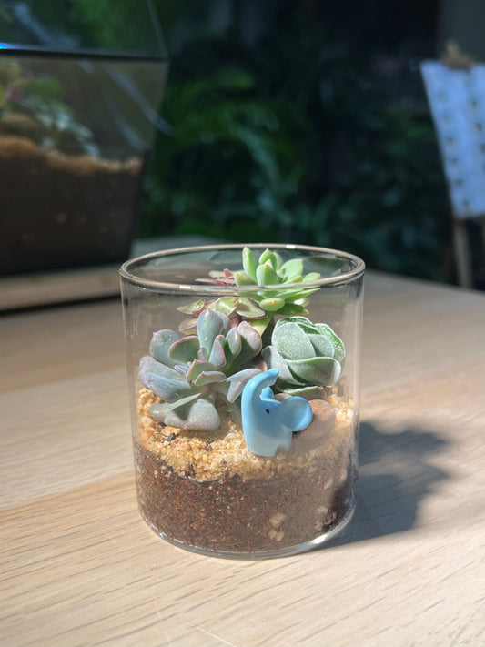 Succulent Arrangement in Small Cylindrical Glass Terrarium