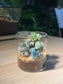 Succulent Arrangement in Small Cylindrical Glass Terrarium