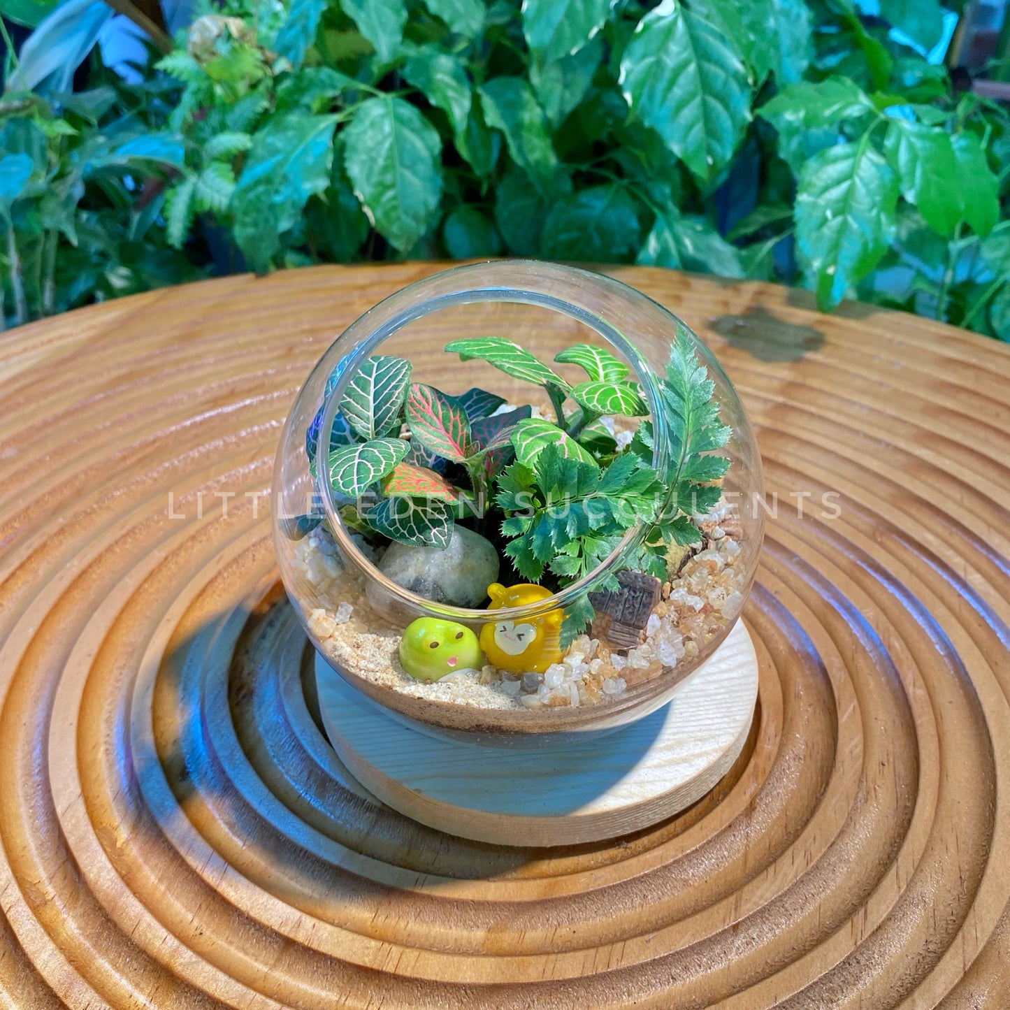 Fittonia and Fern in Round Glass Terrarium