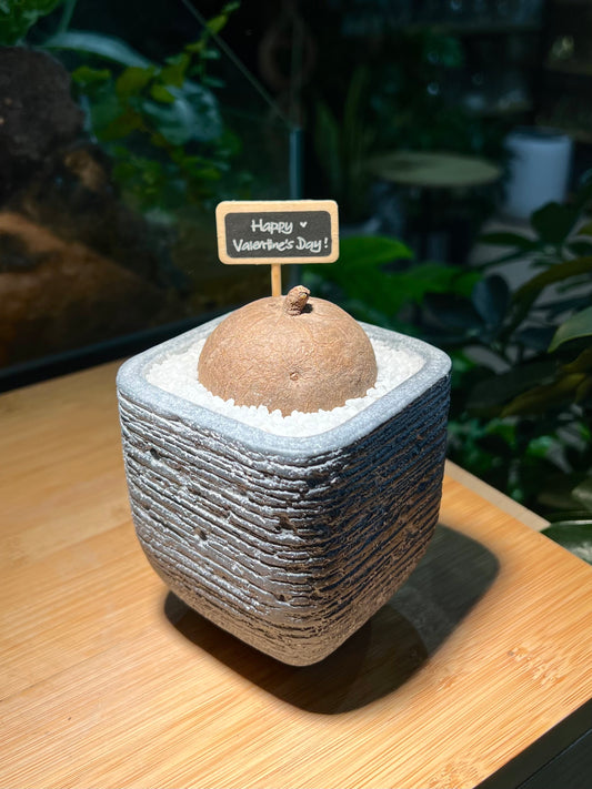 Stephania in Zen Grey Ceramic Pot