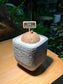 Stephania in Zen Grey Ceramic Pot
