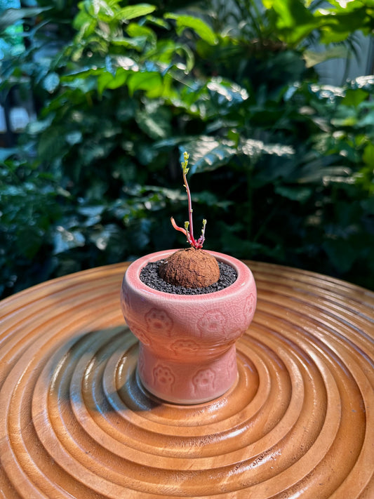 Stephania Erecta Red Stem in Pink Designer Pot