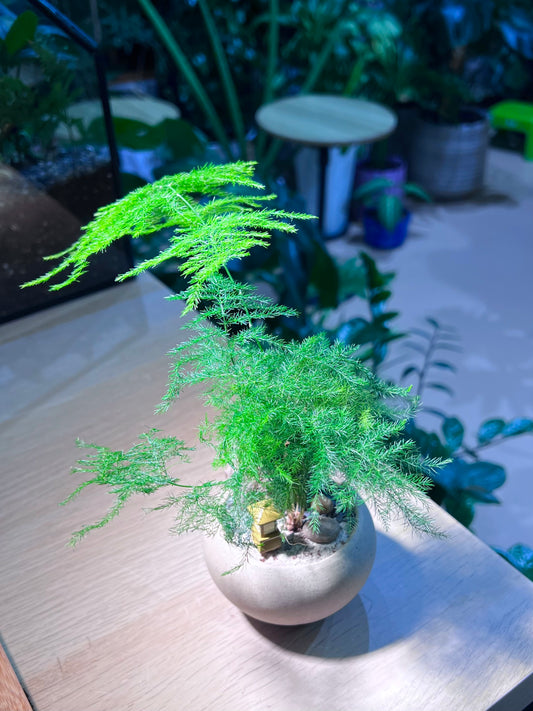 Asparagus Fern in Matt Textured Light Brown Pot