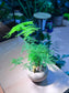Asparagus Fern in Matt Textured Light Brown Pot