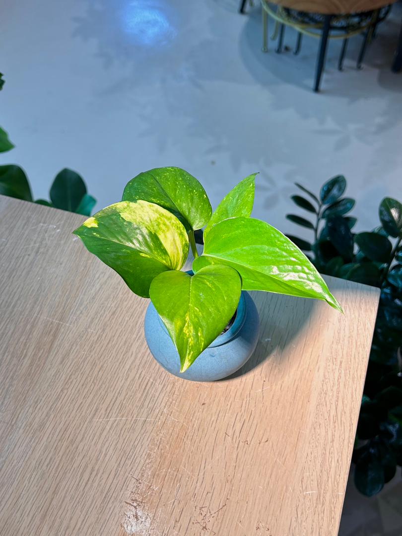 Golden Pothos (黄金葛) Epipremnum Aureum in Blue Matte Ceramic Pot