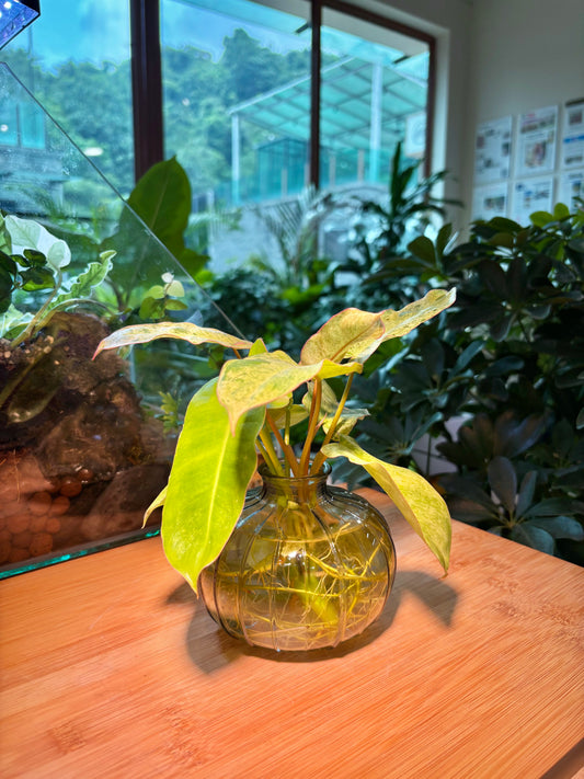 Philodendron in Water Based Glass