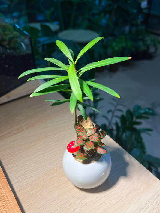 Fittonia and Podocarpus (罗汉松) Arrangement in Small Round Pot