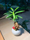 Fittonia and Podocarpus (罗汉松) Arrangement in Small Round Pot
