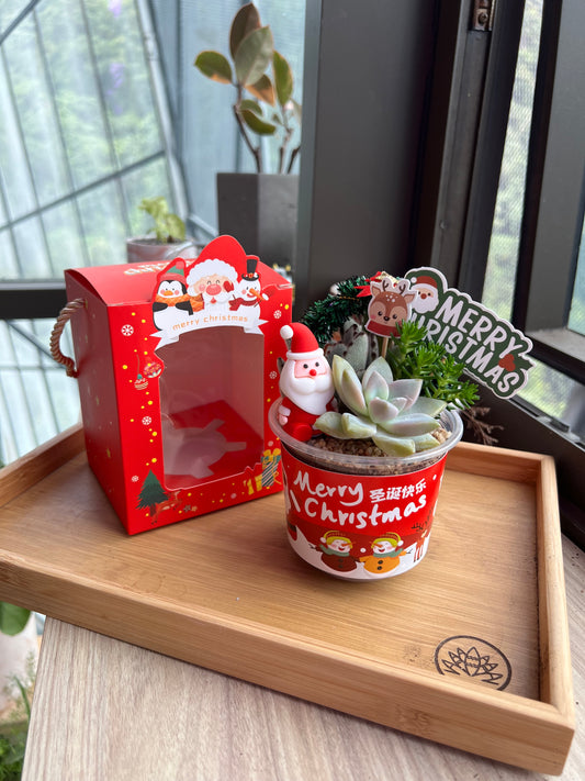 (New) Christmas Succulent DIY Kit – Perfect Holiday Gift