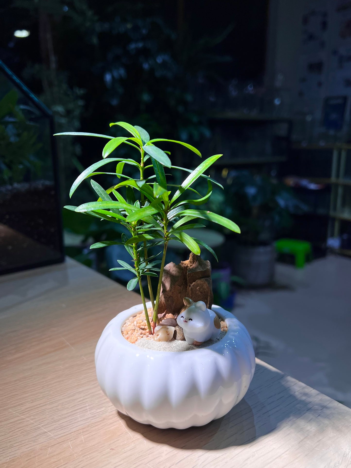 Podocarpus (罗汉松) in White Pumpkin Ceramic Pot