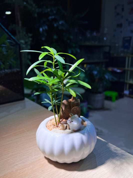 Podocarpus (罗汉松) in White Pumpkin Ceramic Pot