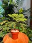 Araucaria Cunninghamii Seedling in Plastic Pot