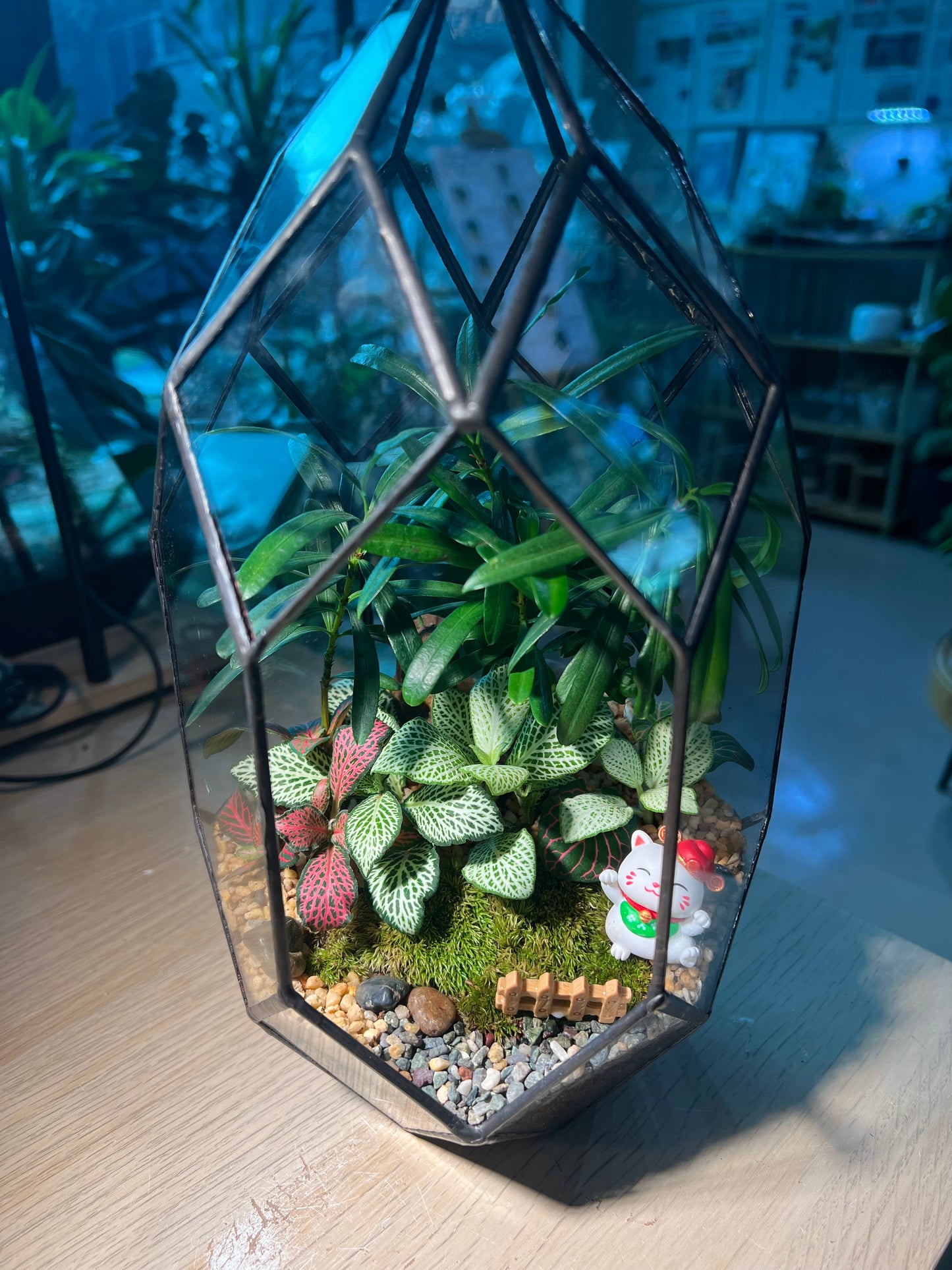 Indoor Plant Arrangement in Black Frame Polygonal Bullet Glass