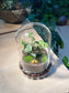 Indoor Plant Terrarium in Bell Glass (S)
