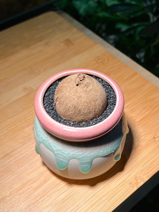 Stephania in Tricolor Ceramic Pot