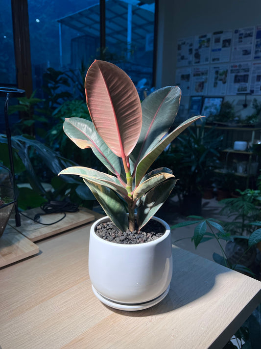 Rubber Plant (Ficus Elastica) in Plain White Ceramic Pot