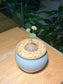 Stephania in Sky Blue Ceramic Pot