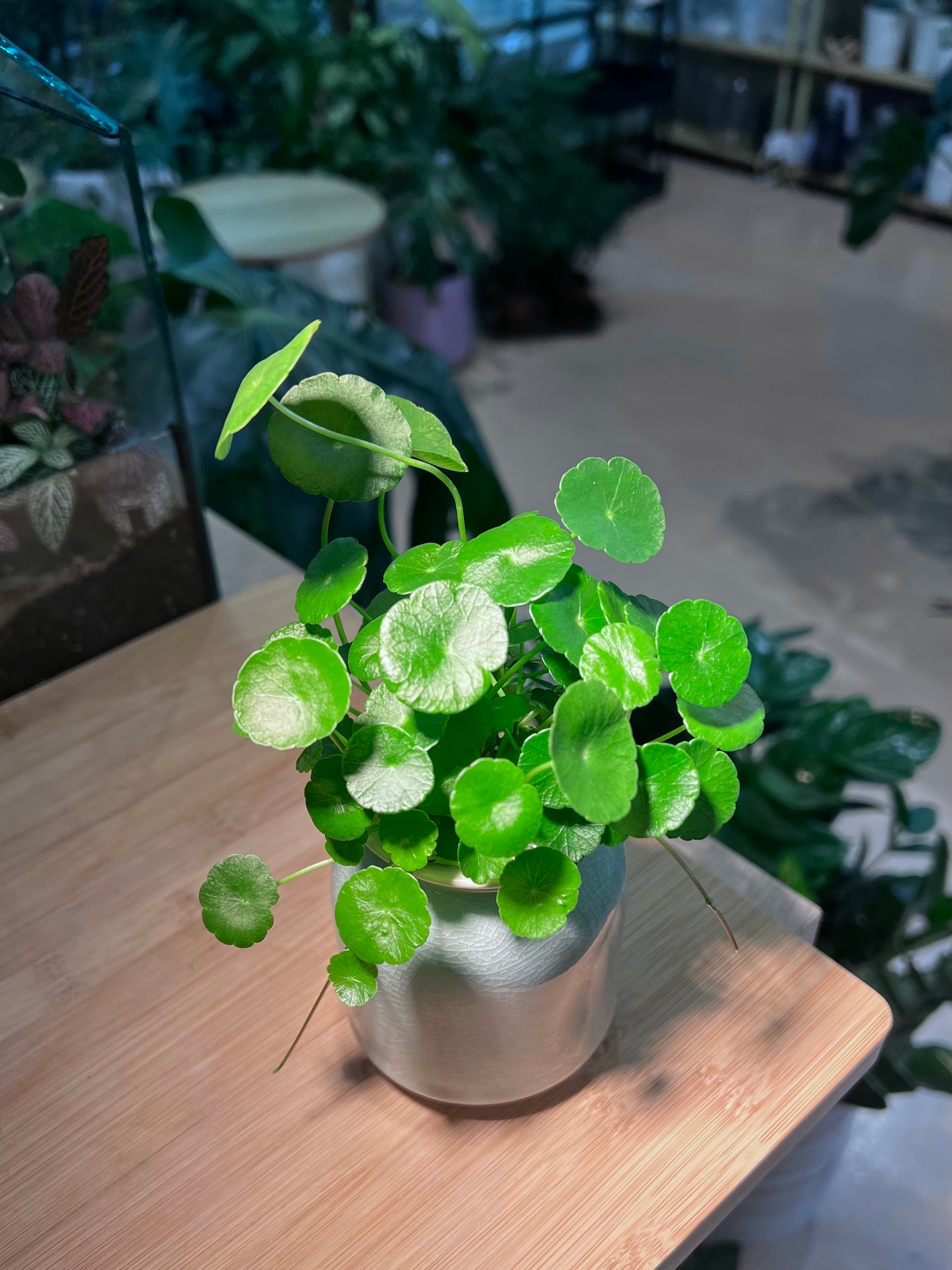 Hydrocotyle Vulgaris in Sky Blue Tall Cylindrical Ceramic Pot