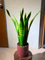 Snake Plant (虎尾兰) in Red Textured Pot